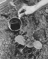 
Pour half the measure over the leaves of your plants, spread the rest at the bases of their stems, and then watch your greenery grow!
